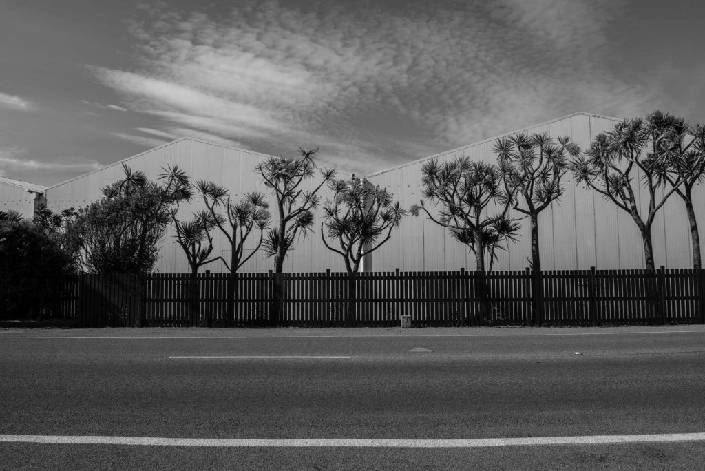 Černobílá fotografie stromů